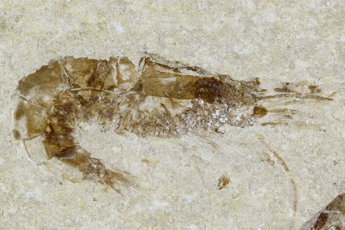 Cretaceous Fossil Shrimp - Lebanon #107457